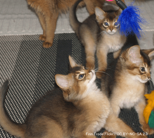 不健康な子猫では下肢のアライメントが崩れ足元がふらつく