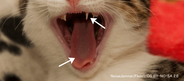 不健康な子猫では舌や歯茎に炎症が起こっている
