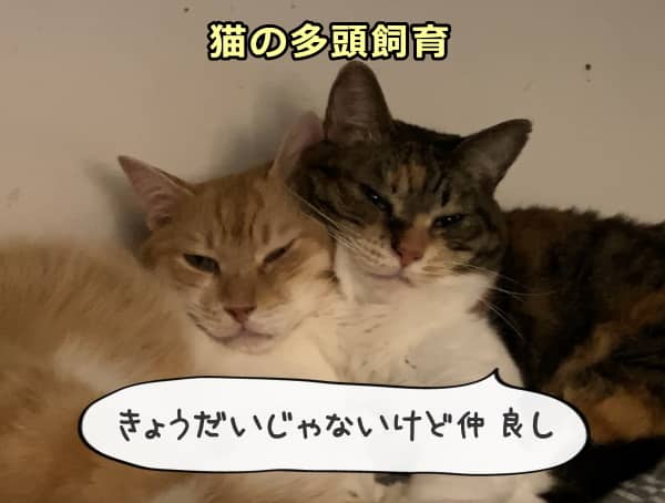 猫は血縁の有無に関わらず、他の猫と一緒に暮らしていく柔軟性を備えている