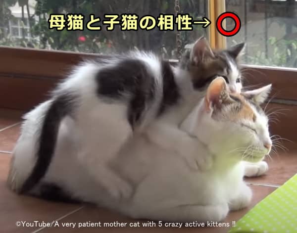 多頭飼い家庭における母猫と子猫の相性はよい