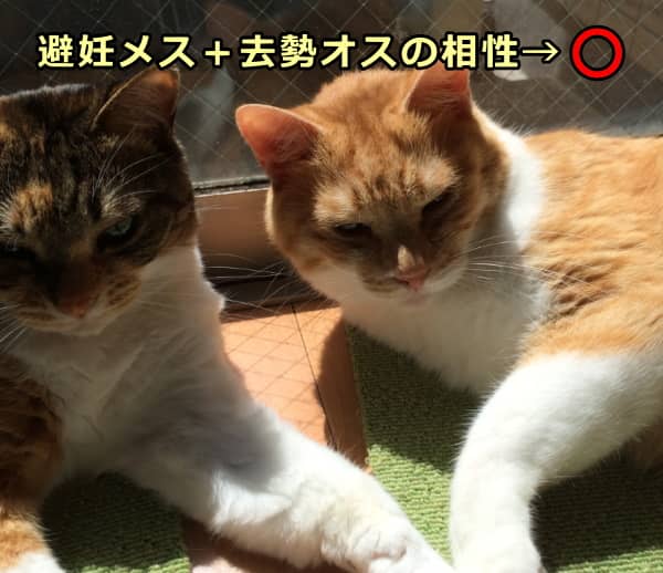 多頭飼い家庭における去勢オスと避妊メスの相性はよい