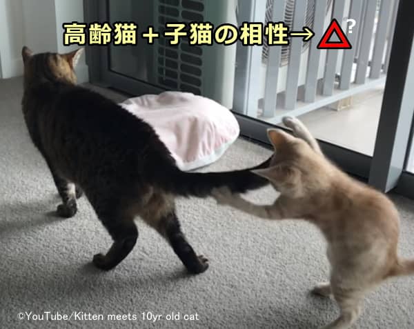 多頭飼い家庭における高齢猫と子猫の同居ではペースを乱される高齢猫のストレス管理が重要