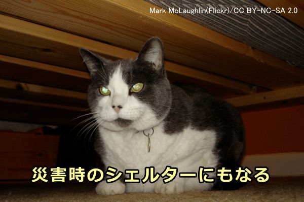 猫にとって隠れ場所はストレス軽減のための必須条件