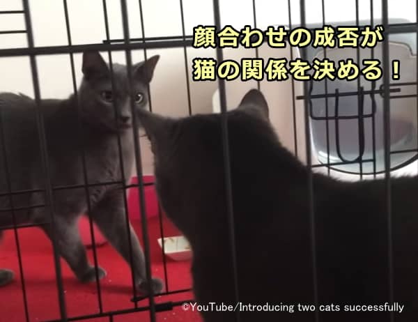猫同士の関係を良好に保つためには初対面と第一印象が重要