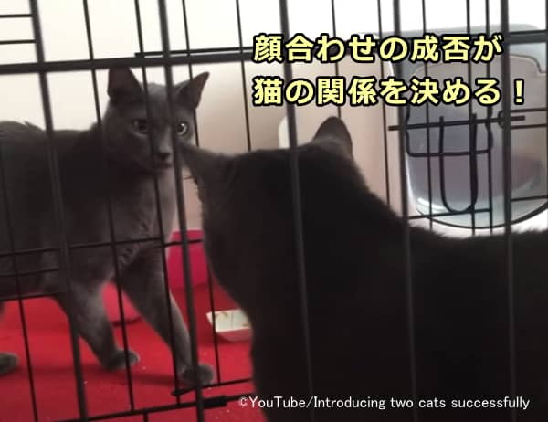 猫同士の関係を良好に保つためには初対面と第一印象が重要