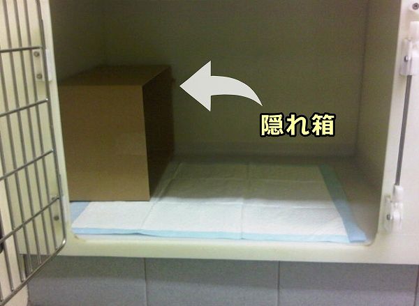 病院の収容ケージに隠れ箱を設けるだけで猫の短期ストレスが軽減する