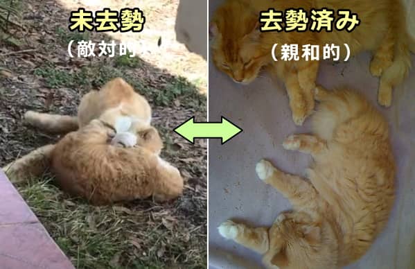 猫の性別と相性 オス猫とメス猫のベストな組み合わせ 子猫のへや