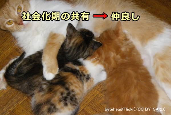 社会化期を一緒に過ごした猫は血縁関係がなくても仲良しになる