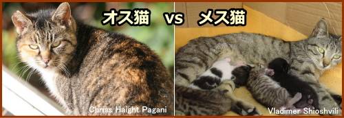 猫を飼うときのポイント~オス猫かメス猫か