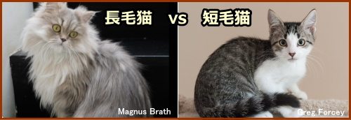 猫を飼うときのポイント~長毛か短毛か
