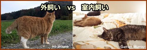 猫を飼うときのポイント~外飼いか室内飼いか