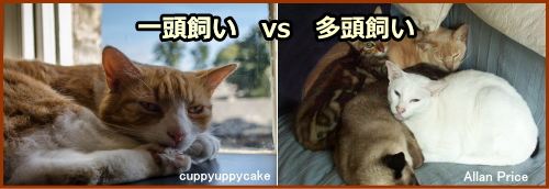 猫を飼うときのポイント~1頭飼いか多頭飼いか