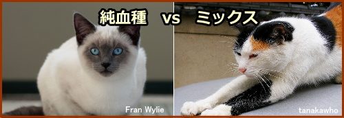 猫を飼うときのポイント~純血種か雑種か