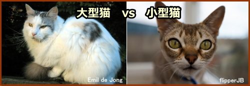 猫を飼うときのポイント～大型猫か小型猫か