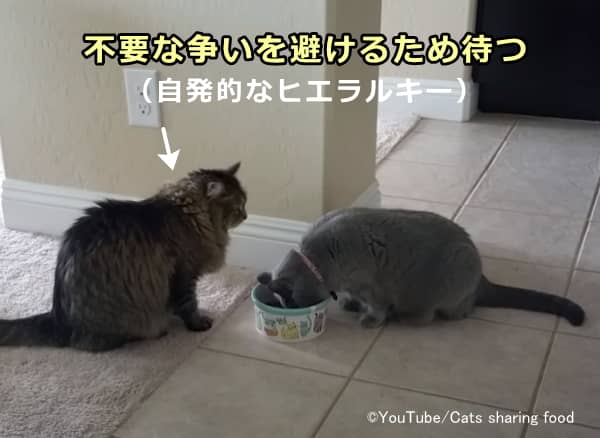 猫における社会的代償メカニズム~無駄な争いを避けるため自発的に序列を形成して資源への優先順位を譲る