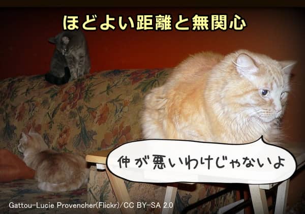 猫における社会的な距離や無関心は仲が悪いことを意味しない