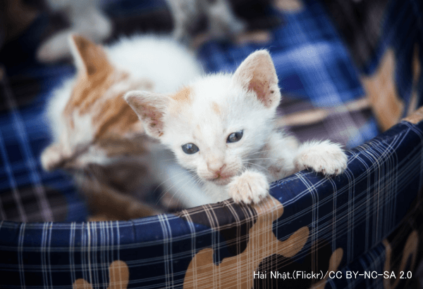 猫の購入・入手方法～知人から譲り受ける場合