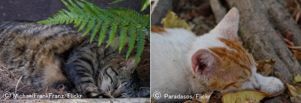 人目につかない場所に隠遁した猫たち