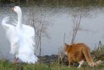 忍び足で白鳥を狙っている猫