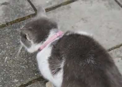 江ノ島で見つかった猫と首輪