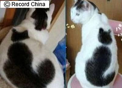 背中に猫型の模様をもつ猫「うそっぷ」