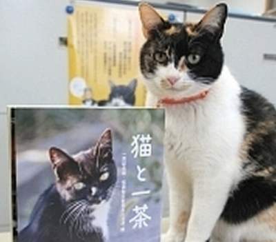 一茶記念館の猫館長「うみ」
