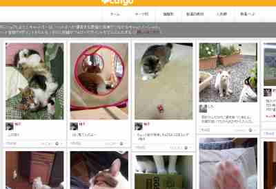 愛猫家同士が写真を通じてコミュニケーションをするソーシャルサイト「キャット」