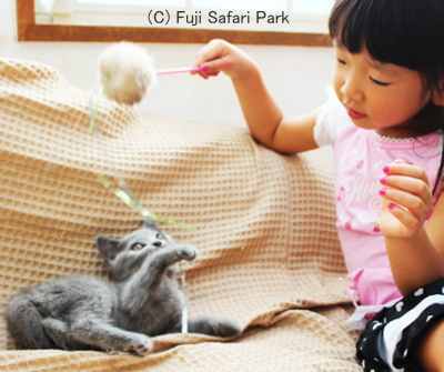 シャルトリューの子猫と触れ合える特別イベント