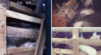 木箱に閉じ込められた猫たち