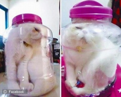 「瓶詰め猫」として公開された猫の画像