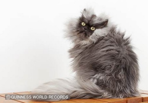 世界一家が長い猫として2014年度年のギネスブックにも乗っていた「ミャオ大佐」（Colonel Meow）