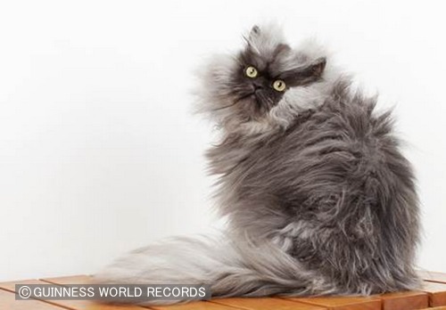 世界一家が長い猫として2014年度年のギネスブックにも乗っていた「ミャオ大佐」(Colonel Meow)