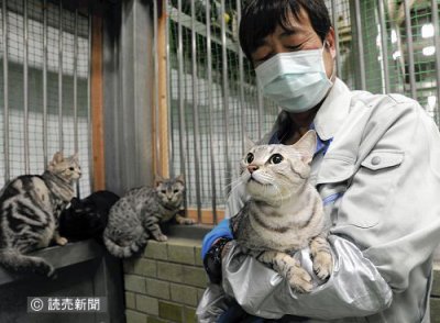福岡市内で保護された60匹の猫たち