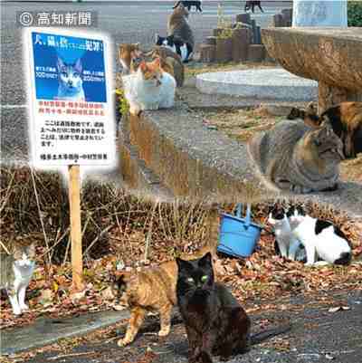 高知県で増えつつある野良猫