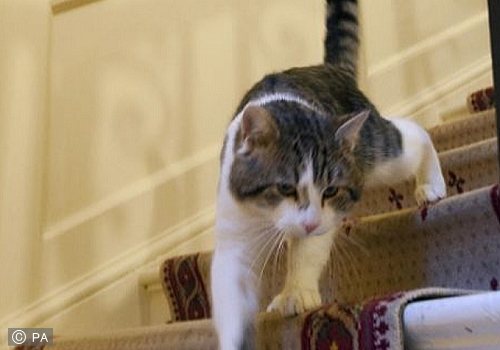 ネズミ捕り係として期待されたものの、職務怠慢によって解雇された猫「ラリー」