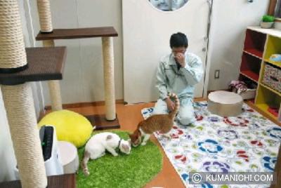 熊本市動物愛愛護センターに設けられた猫のためのモデルルーム