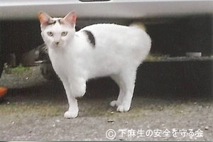 前足を失った猫