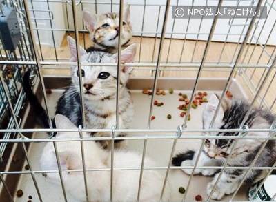 NPO法人「ねこけん」が容疑社宅から保護した猫たち
