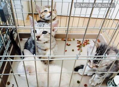 NPO法人「ねこけん」が容疑社宅から保護した猫たち