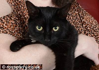 機転を利かせて飼い主の危機を救った黒猫「スリンキーマリンキィ」