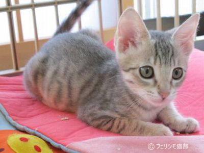 7月の譲渡会に参加する子猫