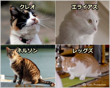 National Cat Awards 2014の受賞猫たち