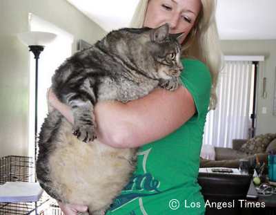 体重17キロを誇ったデブ猫「リトル・デュード」（ちっちゃい奴）