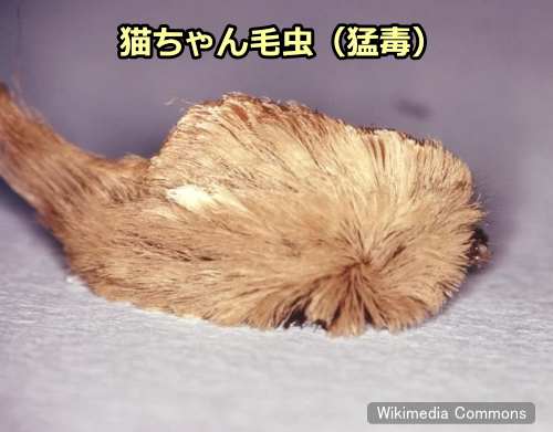 「猫ちゃん毛虫」（Puss Caterpillar）の異名を持つ蛾の幼虫