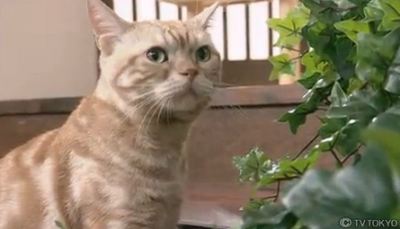 10日に急逝したマスコット猫「まーご」