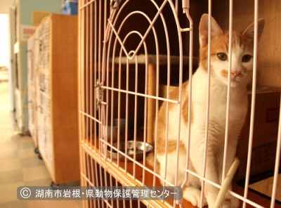 湖南市岩根・県動物保護管理センターに収容されている猫