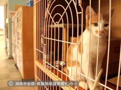 湖南市岩根・県動物保護管理センターに収容されている猫