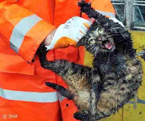 ボンネットに侵入したトルコの野良猫