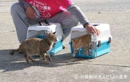 馬島で不妊手術を受けた野良猫たち