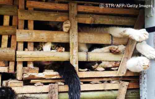 中国から密輸入された3トンの猫たち